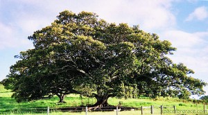 Byronshire Tree 2006